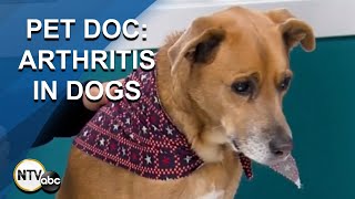 Pet Doc Librela and Arthritis in Dogs [upl. by Audres]