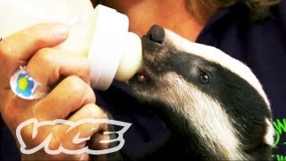 Cute Baby Badgers  The Cute Show [upl. by Attinahs]