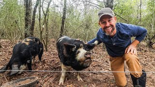 Raising Our Own Protein SmallScale Pastured Pigs on a Budget [upl. by Adnohsak]