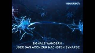 Grundlagen 6 Synapsen neurotech [upl. by Franckot]