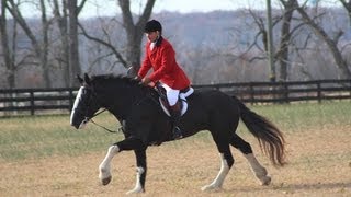 Fox Hunting in Virginia Hounds and Horses Part 1 of 4 [upl. by Allan247]