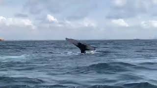 Ballet de baleines devant Lomé [upl. by Johansen]