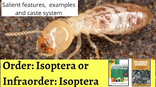 ORDER  ISOPTERA Termites  Salient Features examples and caste system of termites [upl. by Eniamurt66]