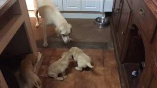 5 week old puppies learning boundaries through discipline [upl. by Windham259]