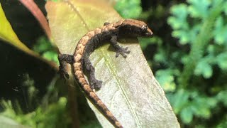 Lepidodactylus lugubris terrarium [upl. by Easton]