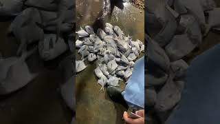 Hanif Bhai Ka Maal fishing kingoffrishri fishcutting seafood fishmarket [upl. by Anayra]