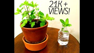 17 How to grow a tulsi Indian holy basil plant at home [upl. by Darwen]