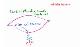 Mechanism of action of amlodipine [upl. by Pedrotti95]