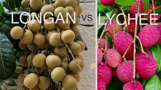 LYCHEE vs LONGAN GROWING CONDITIONS in Northern California z9b [upl. by Suisyola]