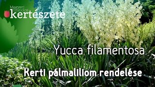 Yucca filamentosa  Kerti pálmaliliomYuccaJukka rendelése [upl. by Nilekcaj397]