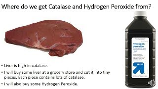 Prelab Liver and Enzyme activity [upl. by Arag]