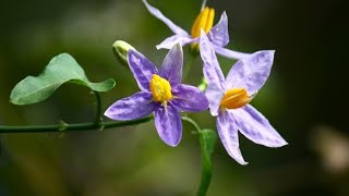 Herbal Plant Used for STRENGTH STAMINA MEMORY AND MENTAL ABILITIES  Solanum Trilobatum [upl. by Saphra]