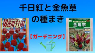 【ガーデニング】種まき、千日紅（ストロベリーフィールド）、金魚草の種まきをしました！ [upl. by Snahc]