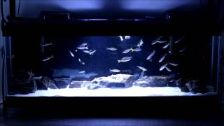 40 Gallon Cyprichromis Leptosoma Utinta Breeding Colony [upl. by Eladnor506]