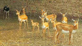 Free Range Deer Farming Biggest Deer Breeding Farm HSNEntertainment [upl. by Artemisia]