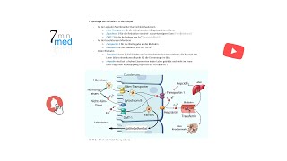 Physiologie  Eisen  Aufnahme und Homöostase im menschlichen Körper [upl. by Naujak]