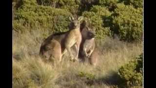 Western Grey Kangaroo Западный серый кенгуру 34sp [upl. by Patrick]