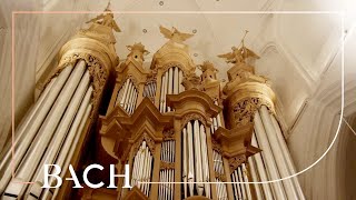 Bach  O Lamm Gottes unschuldig BWV 656  Zerer  Netherlands Bach Society [upl. by Enyaz]