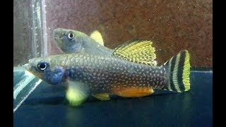 Killifish  Aphanius dispar  How to Hatch amp Breed Arabian Killifish eggs [upl. by Urbas]