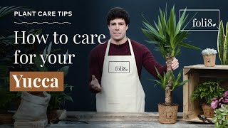 Yucca Plant Care Tips 🌿 How To Care For Yucca elephantipes [upl. by Annonyw]