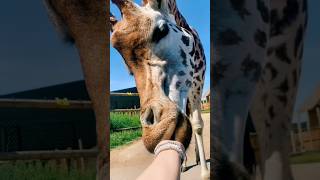 Giraffe 🦒 Eat The Food 🥝 Deliver 🚗 allah giraffe shorts [upl. by Nalniuq184]