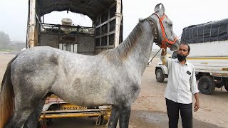 YEOLA HORSE MARKET 2020 October Video1 [upl. by Blinni]