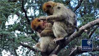 Wild Barbary macaques adopt injured juvenile [upl. by Nnylodnewg]