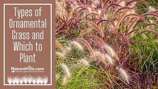 Types of Ornamental Grass and Which to Plant  NatureHillscom [upl. by Camfort360]