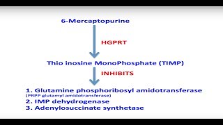 6 Mercaptopurine A Sample Question and Explanation [upl. by Ennayhs579]