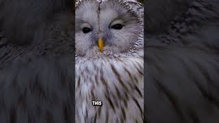 Owl Superpowers How Owls Turn Their Heads 270 Degrees animalfacts facts [upl. by Lumpkin]