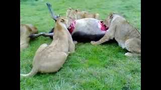 Lions Eating Their Kill at Woburn Safari Park  Big Cat Breakfast [upl. by Oneil622]