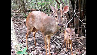 Um espetáculo de imagens da vida selvagem Veados lagomorfo tatudequinze quilos queixadas etc [upl. by Bolme]