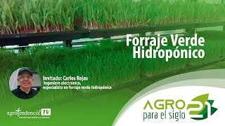 Forraje Verde Hidropónico  Agro para el siglo 21 [upl. by Aihcropal]