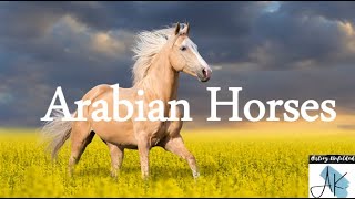 History of Arabian Horses [upl. by Adnamahs]