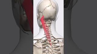 “Splenius capitis muscle tension lines” [upl. by Corella]