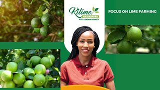 Focus On Lime Farming  Kilimo na Biashara [upl. by Lipson285]