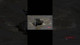 Crocodile Attacking a Wildebeest wildlife crocodile greatmigrationkenya wildebeestmigration [upl. by Collar648]