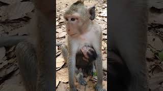 Wild mom monkey looking hungry ep005 monkeyaction monkeyliving wildmonkey [upl. by Enrichetta]