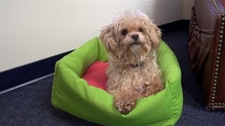 How to Make a Dog Bed [upl. by Ardene]