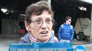 Godega servizio taxi con gli asini [upl. by Delfine312]