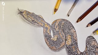 how to draw a realistic snake  colour pencil drawing for beginners [upl. by Accever570]