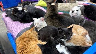 Furball Farm Cat Sanctuary is live [upl. by Karlyn]