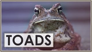 Fowlers Toad Care Guide  Toads 101 [upl. by Craw]