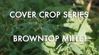 Cover Crop Series Browntop Millet Location 2 [upl. by Stefa113]