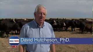 Dr David Hutcheson discusses using Multimin 90 in drought stressed cattle entering feedlots [upl. by Nimzaj319]