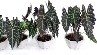 How to Repot and Grow Alocasia Amazonica Plant  Care Tips [upl. by Killion]