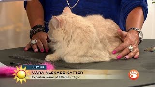 Svårt men Klappa inte katten för ofta  Nyhetsmorgon TV4 [upl. by Duval]