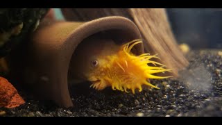 Breeding Bristlenose Plecos In a Community Tank [upl. by Llahsram]