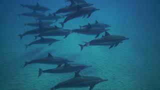 Mammals  Dolphins Swimming Sound Effect Videos of Dolphins Sea [upl. by Yssor]