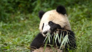 Panda Mother Teaches Cub How to Eat Bamboo  4KUHD  China Natures Ancient Kingdom  BBC Earth [upl. by Anitsrhc]